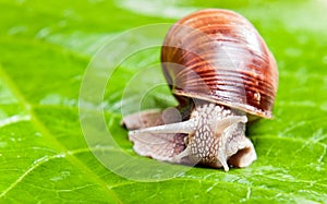 Grapevine snail