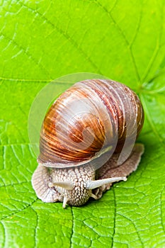 Grapevine snail