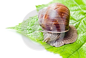 Grapevine snail