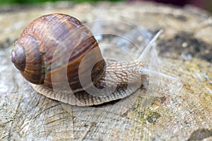 Grapevine snail