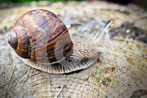 Grapevine snail