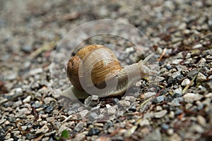 Grapevine snail close-up