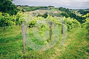 Grapevine in Southern Styria