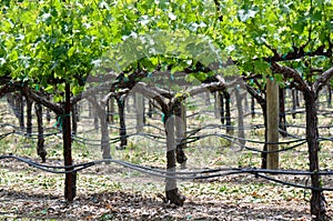 Grapevine in Spring