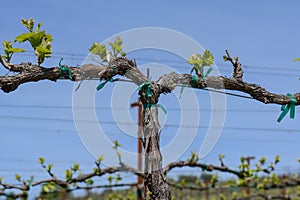 Grapevine in the Spring