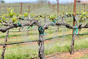 Grapevine in the Spring