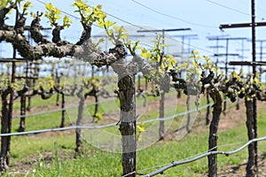 Grapevine in Spring