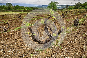 Grapevine In The Spring