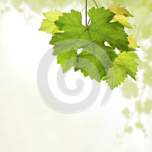 Grapevine square border with detail of leaves and blurred background of vine