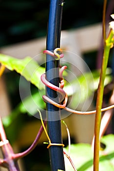 Grapevine Tendril Clinging to Frame