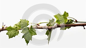 Grapevine Tendrils in a Vineyard