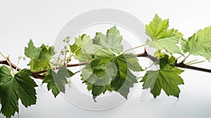 Grapevine tendrils in a vineyard