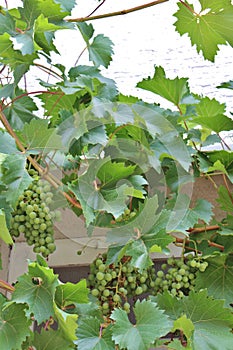 Grapevine in the town of Krk on the island of Krk