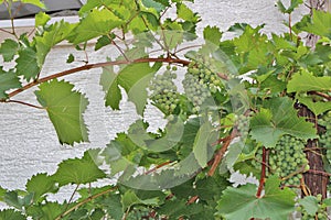 Grapevine in the town of Krk on the island of Krk