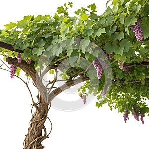Grapevine tree isolated on white background