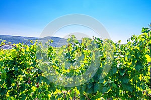 Grapevine trees on trellis with grapes and leaves in vineyards green fields on hills in river Rhine Valley