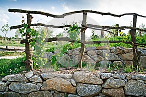 Grapevine Trellis on Terrace