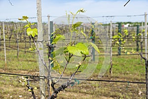 Grapevine trunk sprouting new growth