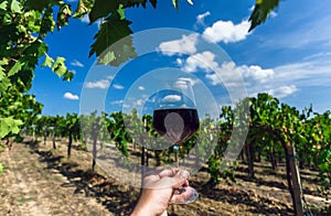 Grapevine under white clouds and wine glass in hand of farmer. Cheers at sunny day in green vineyard area