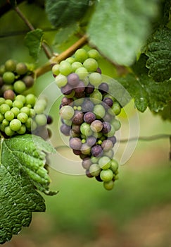 Grapevine with unripe green and blue grapes. German vineyard