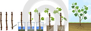 Grapevine vegetative reproduction scheme. Growth stages from propagule stem cutting to young rooted grapevine plant
