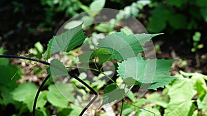 A Grapevine vine climbing on a trellis.