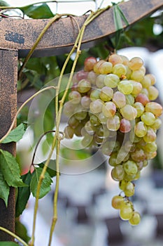 Grapevine in a vineyard