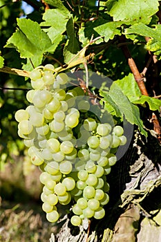 grapevine in vineyard, Alsace, France