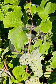 grapevine in vineyard, Alsace, France