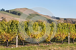 Grapevine in vineyard in autumn