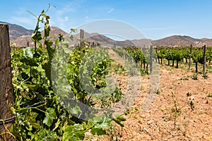 Grapevine in Vineyard in Ensenada, Mexico with Mountains