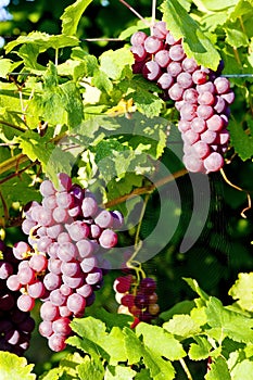 grapevine in vineyard & x28;gewurztraminer& x29;, Alsace, France
