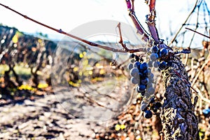 Grapevine vineyard pruning time. Last grape bunch cluster