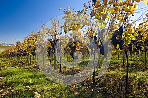 Grapevine, vineyard Sonberk, Winery of Stanislav Malek, Czech Re