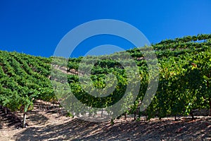 Grapevine vineyard under blue sky