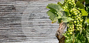 Grapevine from a vineyard with a wooden table in the background