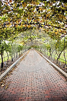 Grapevine walkway