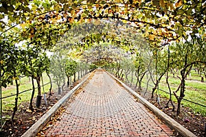 Grapevine walkway