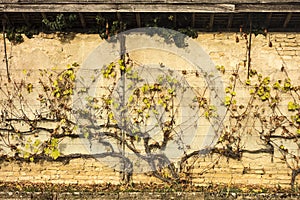 Grapevine On Wall