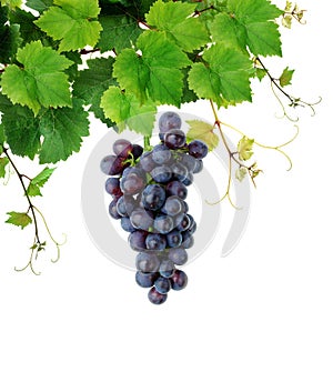 Grapevine with wine grape cluster photo