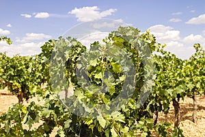 Grapevine in wine making farm