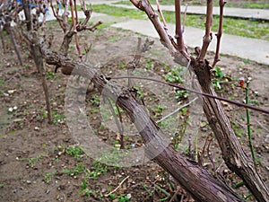 Grapevine in winter. Tying vines and pruning excess branches. Grape business and winemaking. Agricultural winter