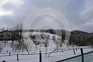 Grapevine in winter under snow