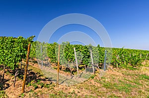 Grapevine wooden pole and rows of vineyards green fields landscape with grape trellis on river Rhine Valley