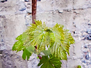 Grapevine, young grapes with leaves. Vineyard in early summer