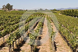 Grapevines photo