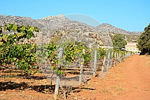 Grapevines by Agia Triada monastery, Crete.