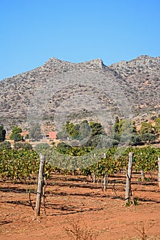 Grapevines by Agia Triada monastery, Crete.