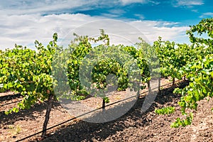 Grapevines in Barossa valley