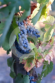 Grapevines with blue ripe grapes
